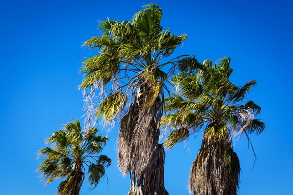 Palme vor blauem Himmel — Stockfoto