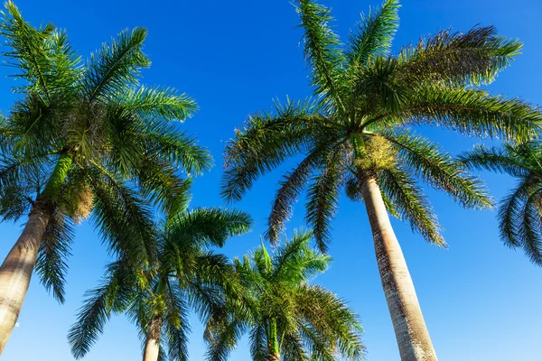 Palme vor blauem Himmel — Stockfoto