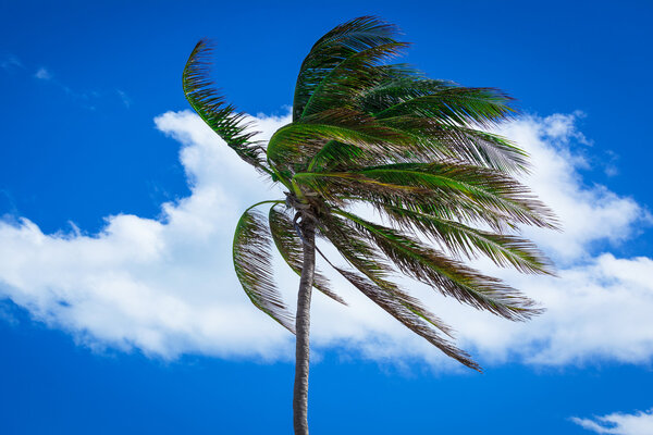 palm tree in a strong wind