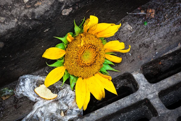 Girasol en una acera — Foto de Stock