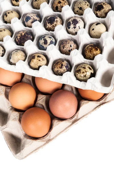 Eier in der Verpackung — Stockfoto