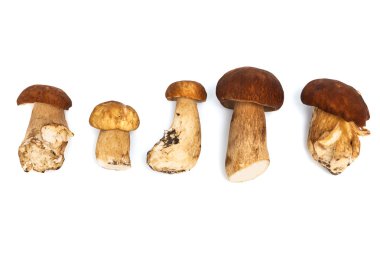 taze ve güzel mantar