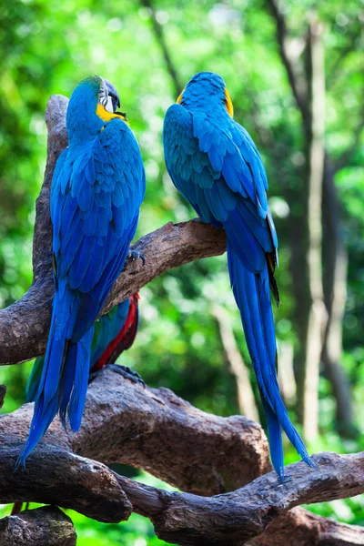 Two of beautiful parrots — Stock Photo, Image