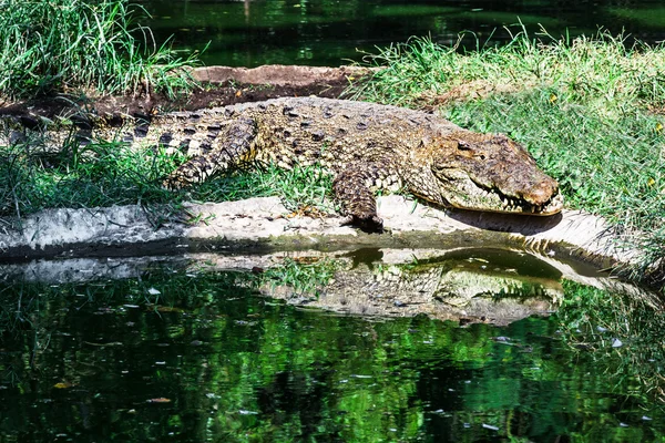 Crocodilo grande — Fotografia de Stock