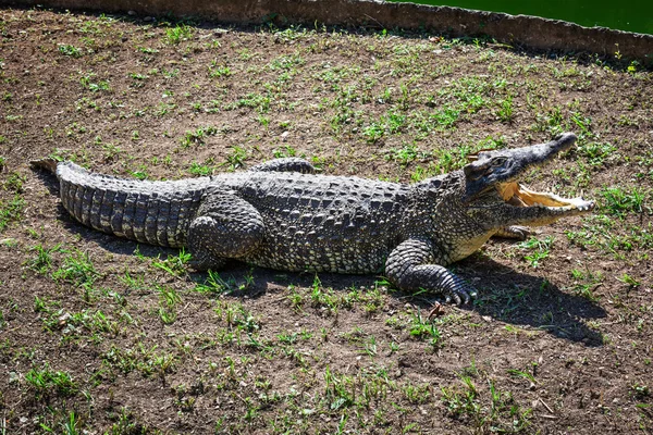 Krokodil på marken — Stockfoto