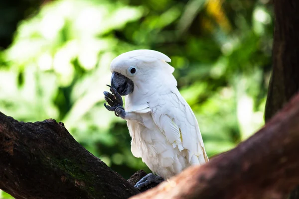 Blanco de hermoso loro —  Fotos de Stock