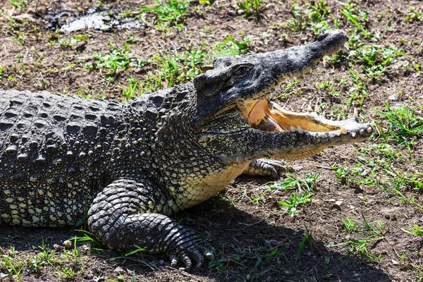 Crocodilo de perto — Fotografia de Stock