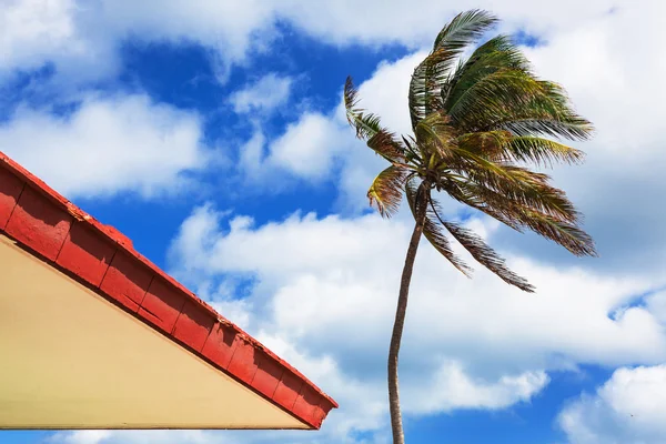 Byggnaden och palm — Stockfoto