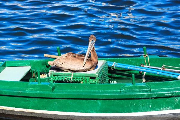 Pelicano em barco de pesca — Fotografia de Stock
