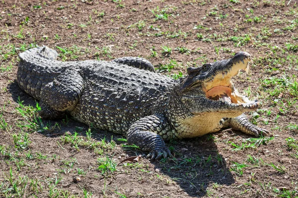 Crocodilo com mandíbulas abertas — Fotografia de Stock