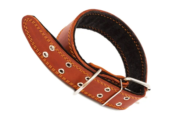 Leather dog collar — Stock Photo, Image