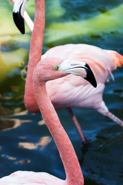 Flamingokopf in Großaufnahme — Stockfoto