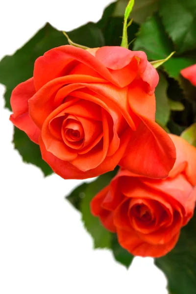 Branch of roses — Stock Photo, Image