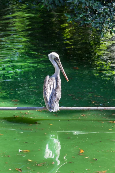 Beautiful pelican — Stock Photo, Image