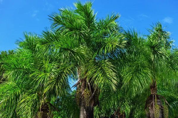 Palm mot en blå himmel — Stockfoto