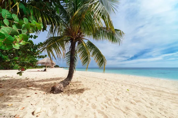 Palmboom op een strand — Stockfoto