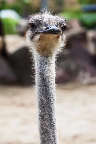 Pluizig struisvogel hoofd — Stockfoto