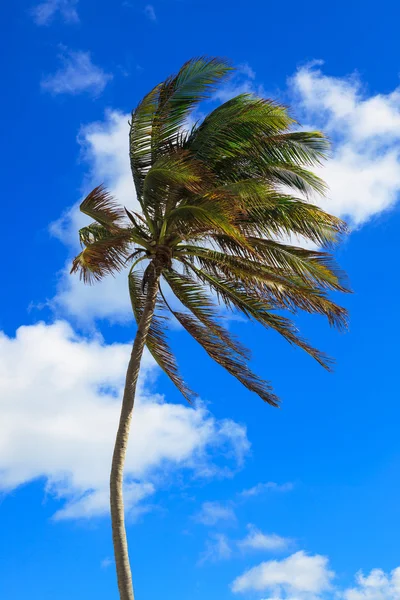 Vackra palm tree — Stockfoto