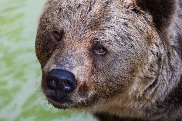 Urso pardo selvagem — Fotografia de Stock