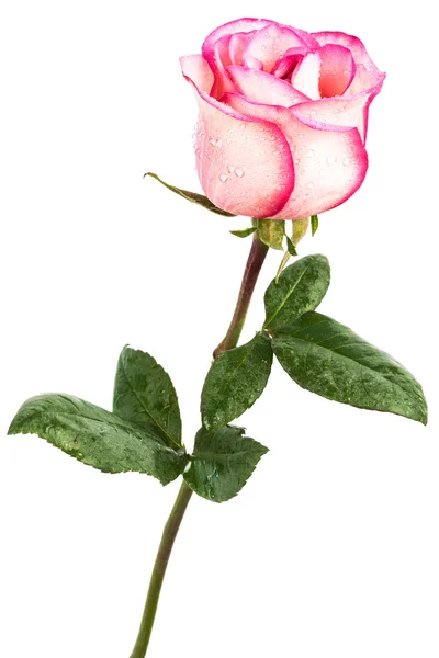 Een roze roos — Stockfoto