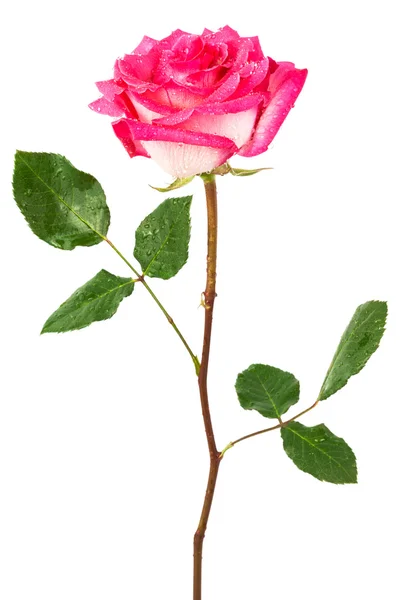 A pink rose — Stock Photo, Image