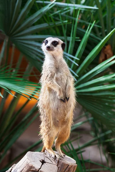 Um meerkat. — Fotografia de Stock