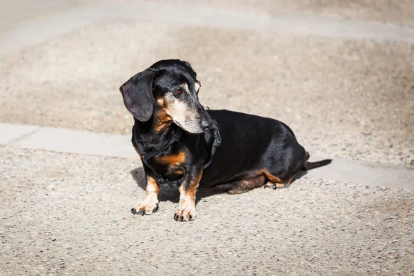 Dachshund assis — Photo