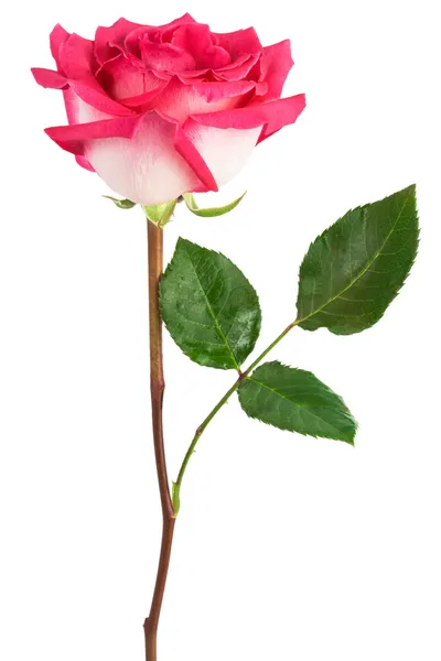 Uma única rosa vermelha — Fotografia de Stock