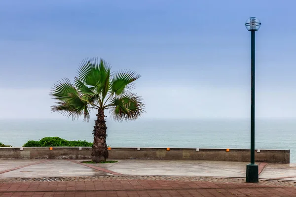 Park Vid Stranden Stilla Havet — Stockfoto