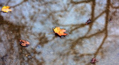 Yapraklı su birikintisi ve ağaç yansıması