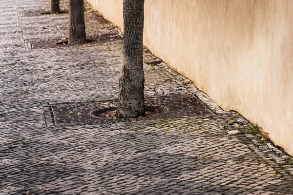 Каменный Тротуар Деревьями Городе — стоковое фото