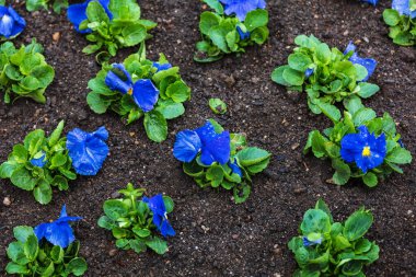 Çiçek tarlasında çiçek fideleri