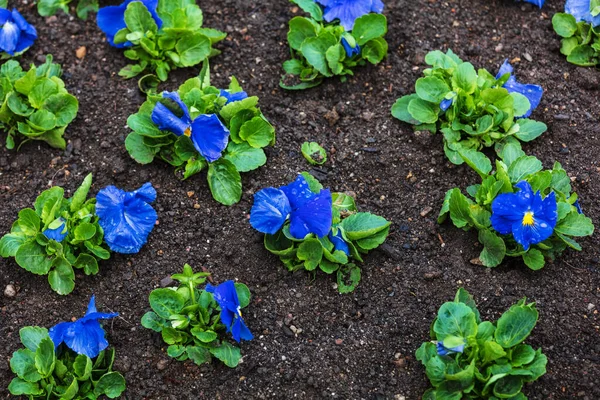 Çiçek tarlasında çiçek fideleri