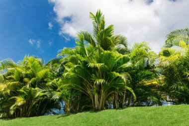 mavi gökyüzü karşı küçük yeşil palmiye ağaçları