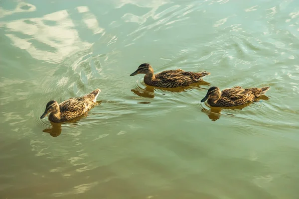 Ördekler ile bahar Parkı — Stok fotoğraf