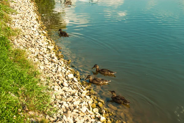 Parque de primavera con patos — Foto de Stock