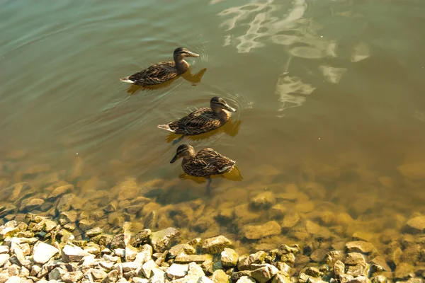 Ördekler ile bahar Parkı — Stok fotoğraf