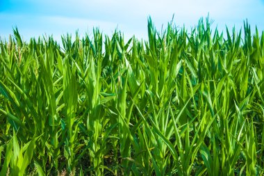 Yeşil çimenli yaz manzarası