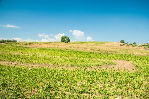 Summer landscape with green grass — Stock Photo, Image