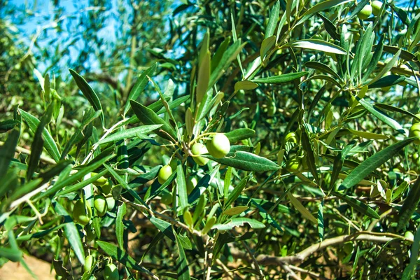 Olive trees at Greece country side — Stock Photo, Image