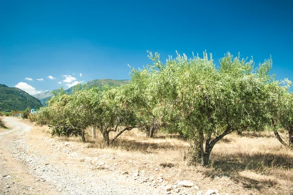 ギリシャの国の側面でオリーブの木 — ストック写真