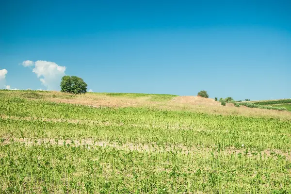 Sommar landskap med grönt gräs — Stockfoto