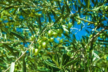 Yunanistan ülke tarafında zeytin ağaçları