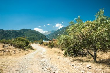 Yunanistan ülke tarafında zeytin ağaçları