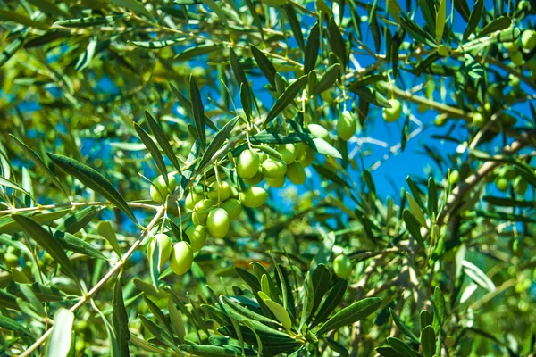 Olive trees at Greece country side — Stock Photo, Image