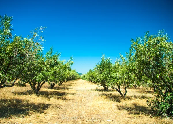 橄榄树在希腊国家边 — 图库照片