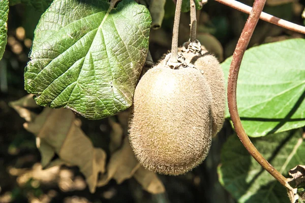 Fresh kiwi fruit — Stock Photo, Image