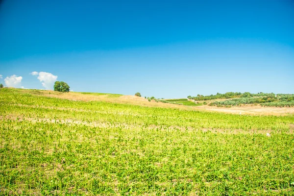 Sommar landskap med grönt gräs — Stockfoto