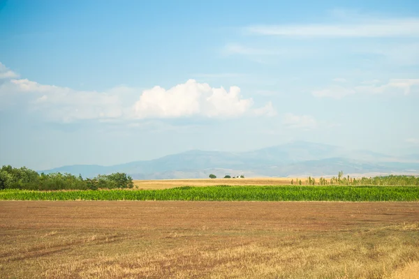 Summer landscape with green grass — Stock Photo, Image