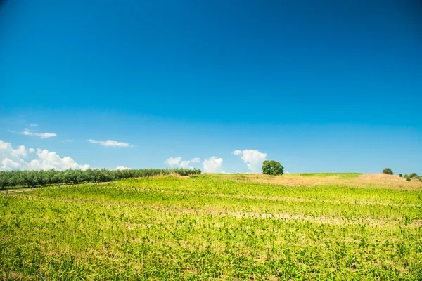 Sommar landskap med grönt gräs — Stockfoto